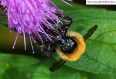 Bombus opulentus