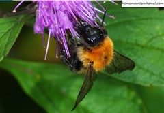 Bombus opulentus