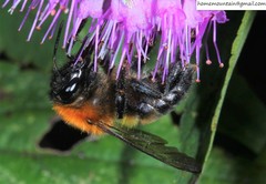 Bombus opulentus