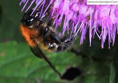 Bombus opulentus