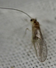 Stenopsocus
