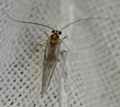 Stenopsocus