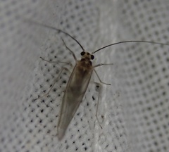 Stenopsocus