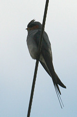Hemiprocne coronata