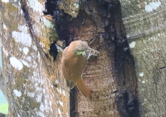 Lepidocolaptes squamatus