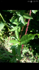 Rubus