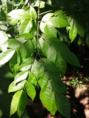 Albizia adinocephala