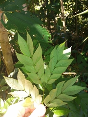 Albizia adinocephala