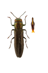 Agrilus juglandis