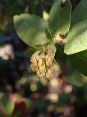 Arctostaphylos refugioensis