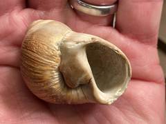 Glossaulax reclusiana