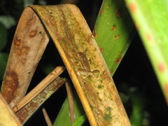 Dendropsophus carnifex