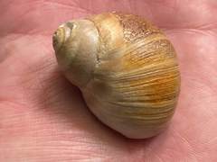 Glossaulax reclusiana