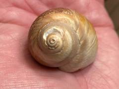 Glossaulax reclusiana