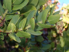 Arctostaphylos refugioensis