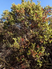 Arctostaphylos refugioensis