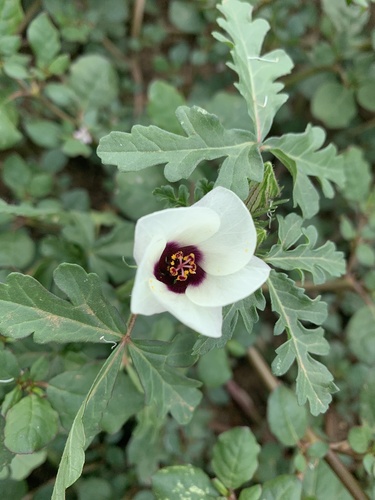 Hibiscus tridactylites Lindl.