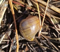 Pomacea paludosa