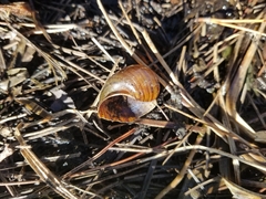 Pomacea paludosa