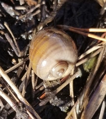 Pomacea paludosa