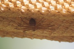 Isopedella