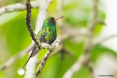 Cynanthus forficatus
