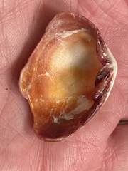 Semele rupicola