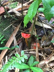 Hygrocybe