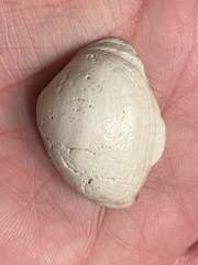 Semele rupicola