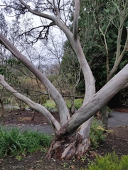 Eucalyptus pauciflora niphophila