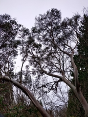 Eucalyptus pauciflora niphophila