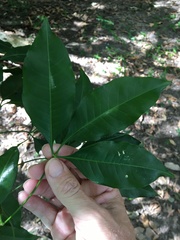 Melicope elleryana