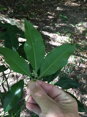 Melicope elleryana