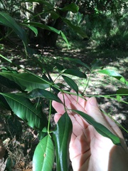 Melicope elleryana