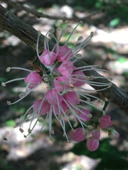 Melicope elleryana