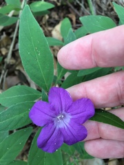 Ruellia squarrosa