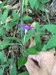 Ruellia squarrosa