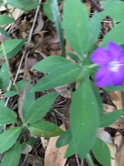 Ruellia squarrosa