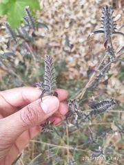 Tetramerium