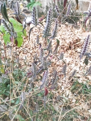 Tetramerium