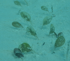 Halophila