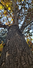 Platanus racemosa