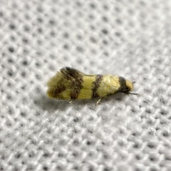 Psaroxantha basilica