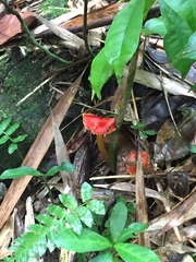 Hygrocybe