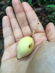 Garcinia brasiliensis