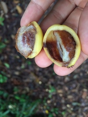 Garcinia brasiliensis