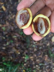 Garcinia brasiliensis