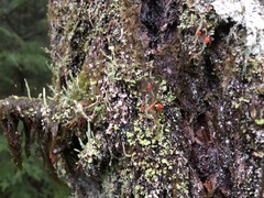 Cladonia transcendens
