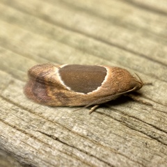 Hoplomorpha abalienella