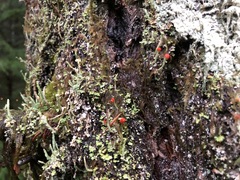 Cladonia transcendens